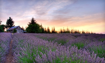 Mountainside Lavender Farm